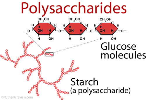 simple polysaccharide