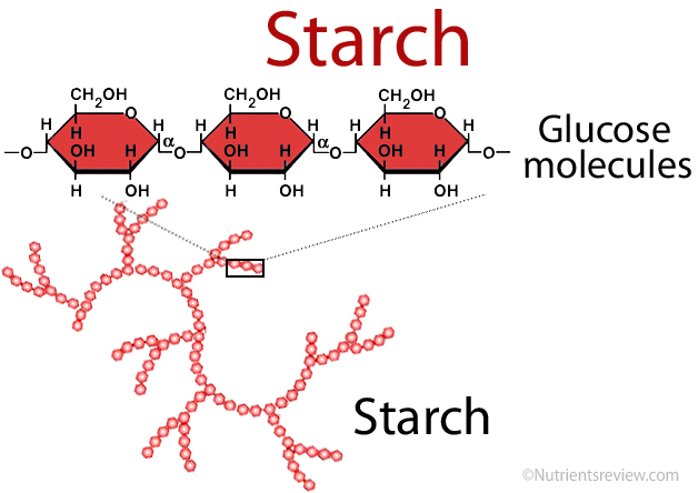 starch structure diagram