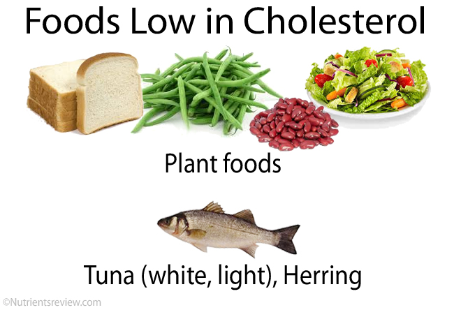 Cholesterol Food Sources - Food Ideas